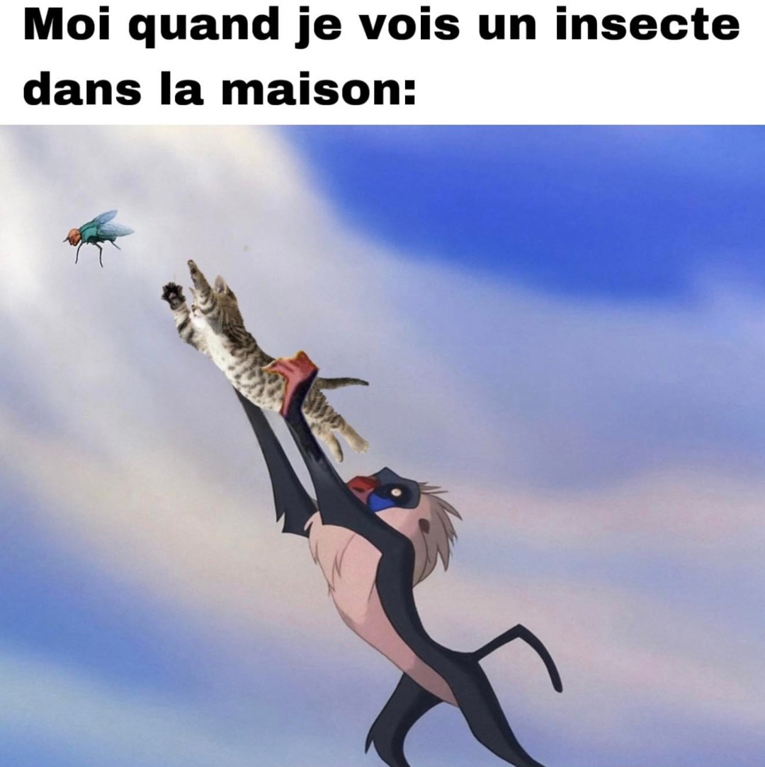 Quand un insecte entre chez toi et tu deviens ninja du dimanche - meme