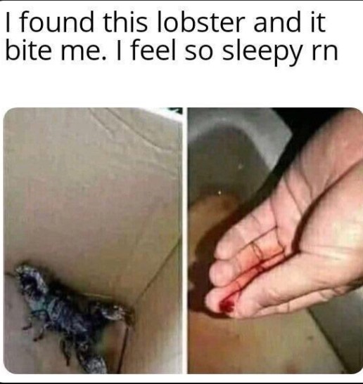 Fucking lobsters - meme