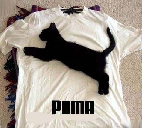 Puma - meme