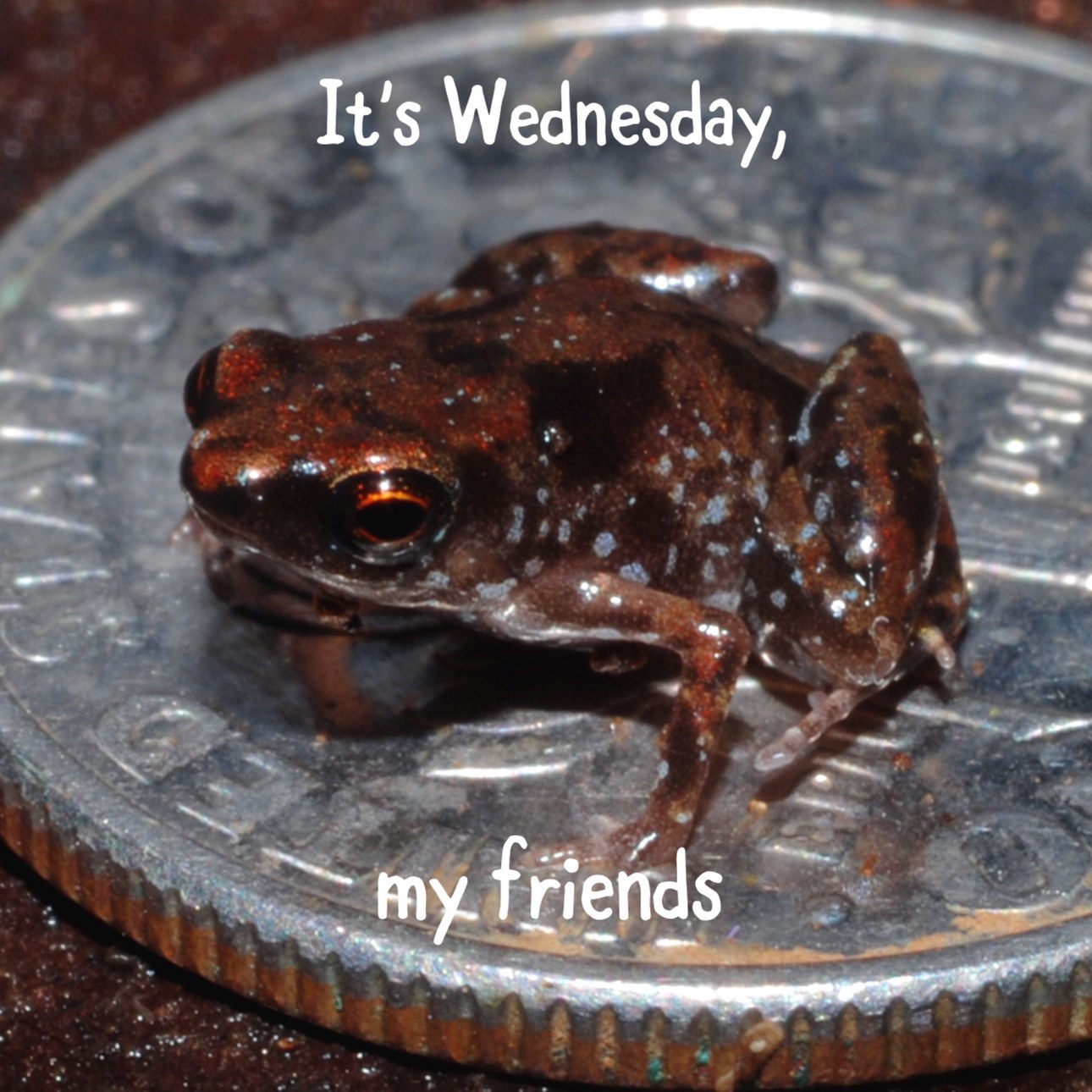 tiny frog - meme