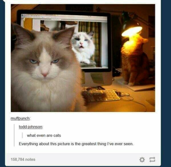 Cats are amazing - meme