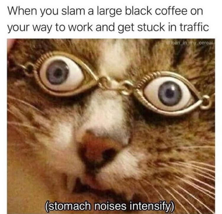 cat glasses - meme