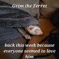 Grim The Ferret