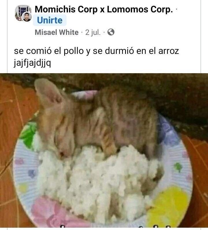 Gato - meme