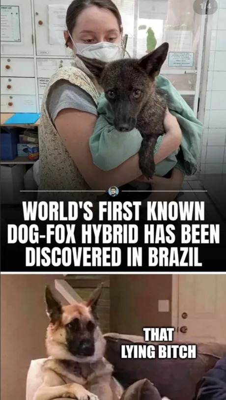 World's first known dog fox hybrid - meme