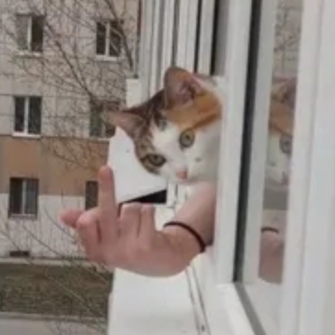 Gato puto - meme