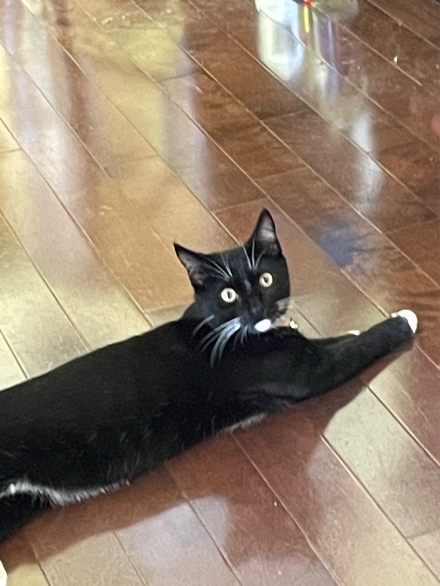 uploading my cats until novagecko bans me, Coco :) - meme