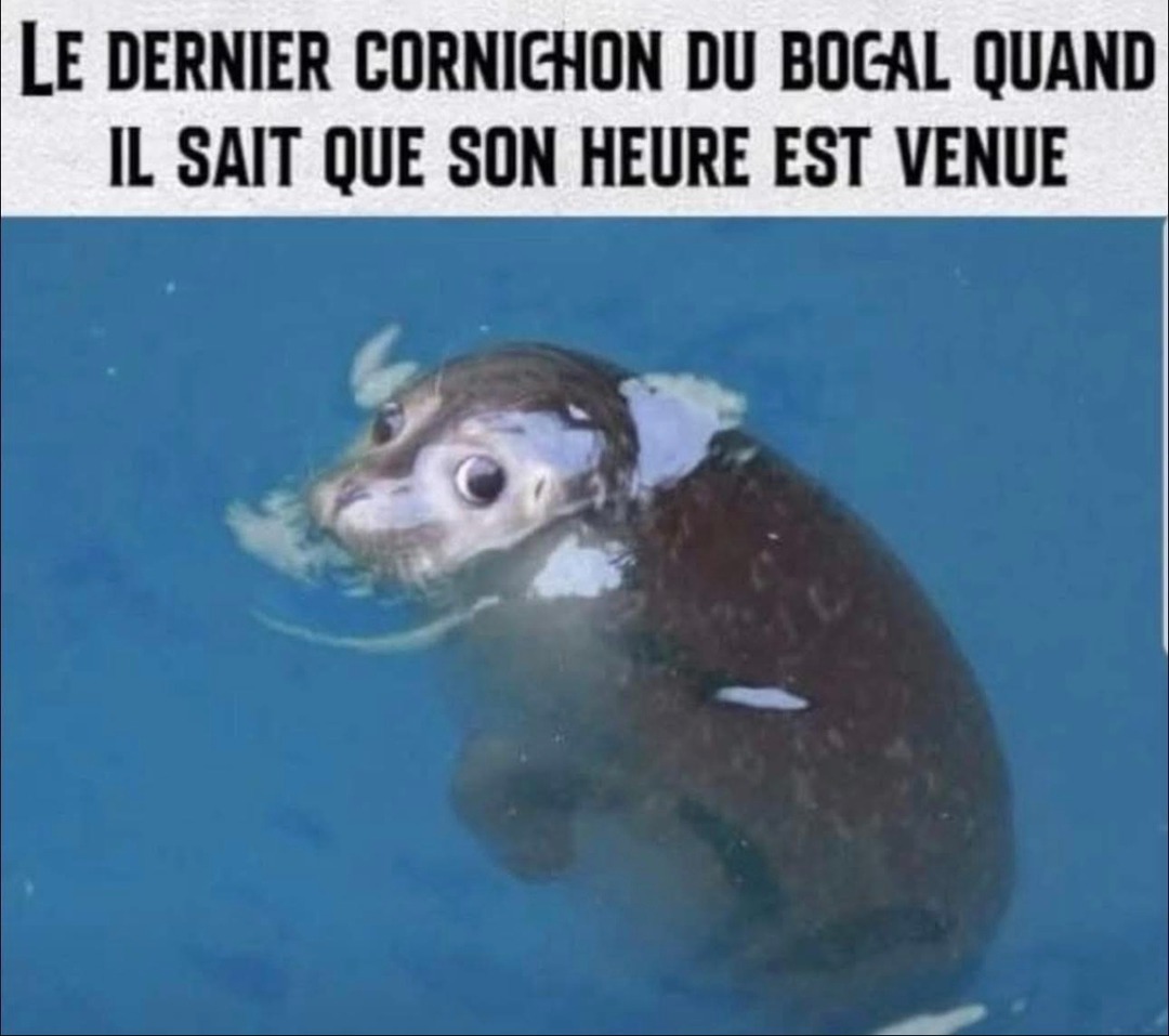Le dernier cornichon il sait... il SAIT - meme