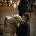 Girl pets a dire wolf