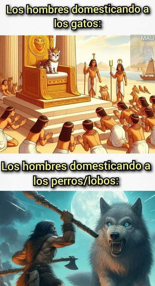 Domescar gatos vs perros - meme