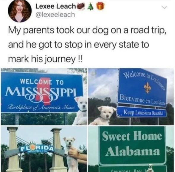 dog went on a state tour and lived my dream road trip - meme