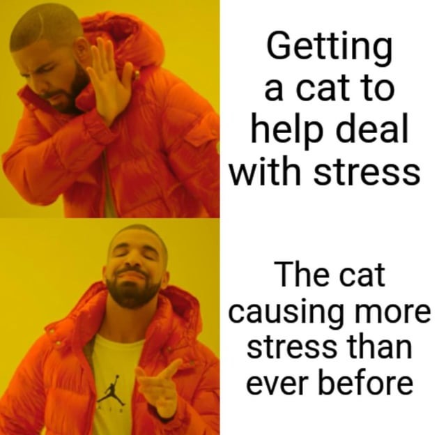 Should I get a cat guys? - meme