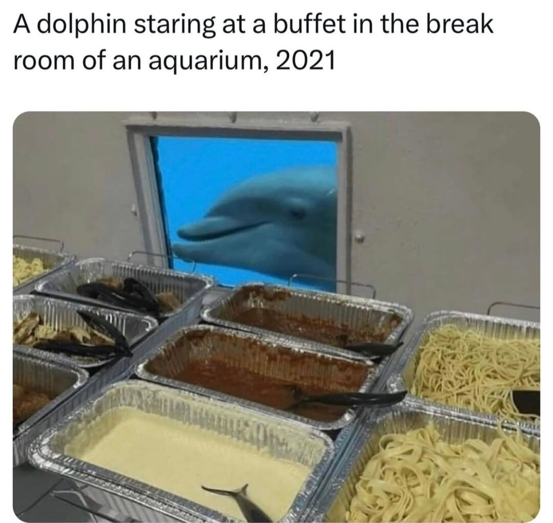 Dolphin mentally clocked out during lunch break - meme