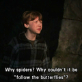Follow the butterflies