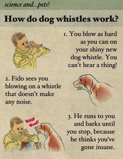 How to: A guide to dog whistles - meme