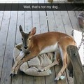 Oh deer.