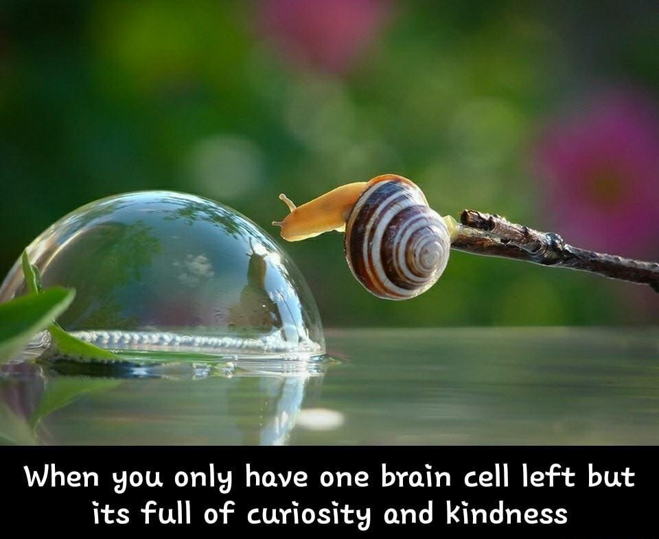 Snail memes