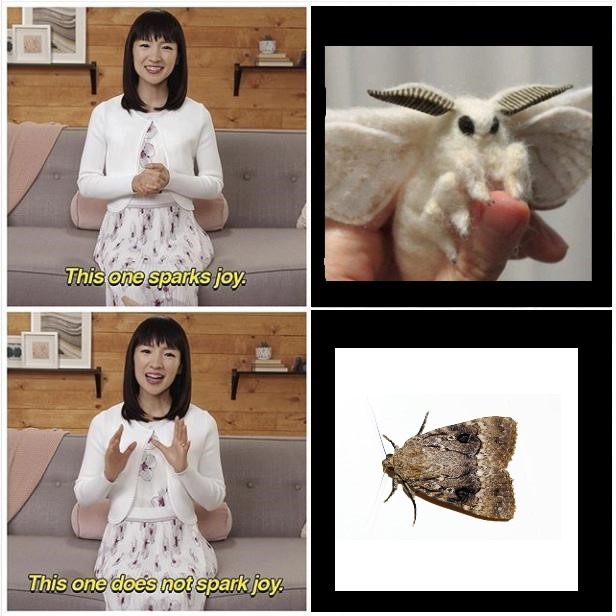 some moths are cute... - meme