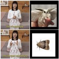 some moths are cute...