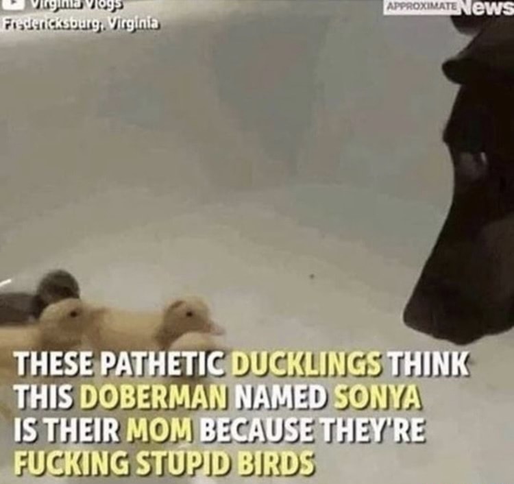 I hate ducklings - meme
