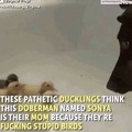 I hate ducklings
