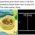 Pong brain