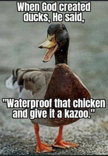 Duck is a chicken with a kazoo - meme