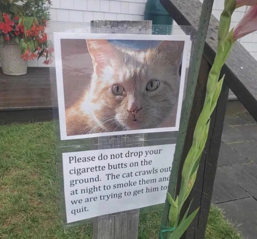 Please stop turning the cat into a nicotine addict - meme