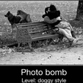 Doggo style bombs