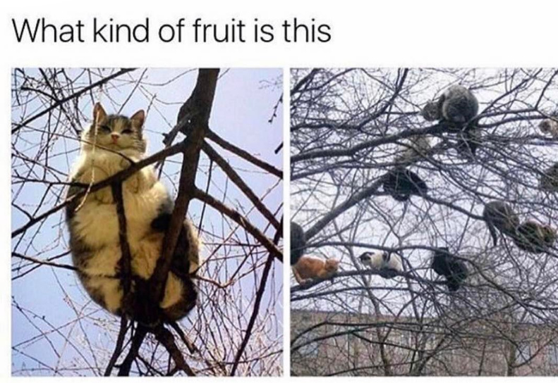 Catfruit - meme