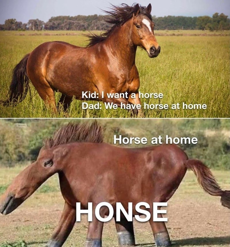 What do gay horses eat? - meme