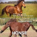 What do gay horses eat?