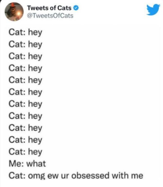Cats - meme