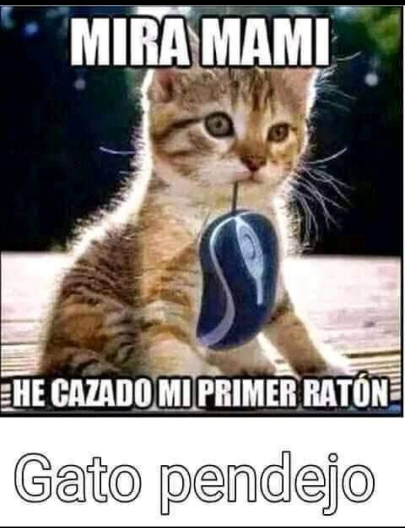 Gato pendejo - meme