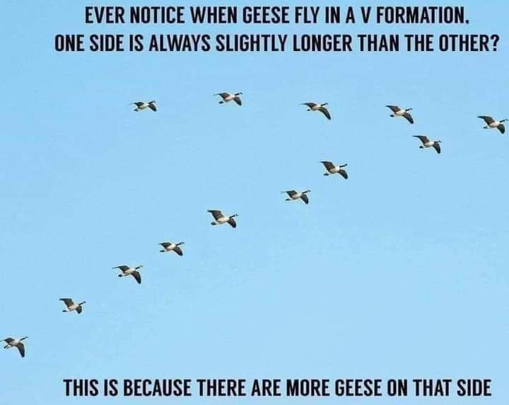 Gooses - meme