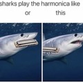 Harmonica-head shark