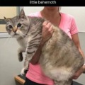 Chunky cat