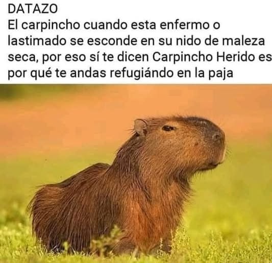Te dicen carpincho herido y es porque vives en la paja - meme