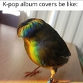 kpop bird