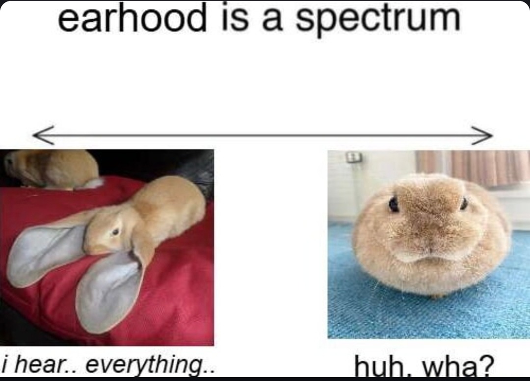 Hearing as an adult is just guessing noises now - meme