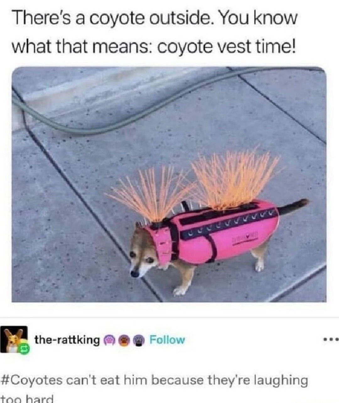 drip too strong for coyotes - meme