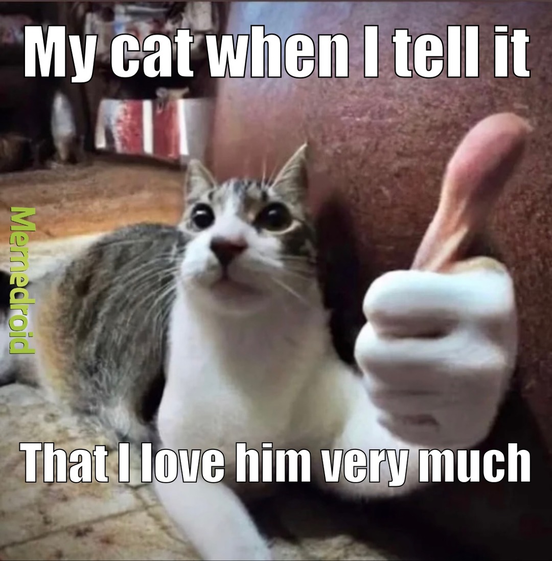 kitty kitty wiskers - meme