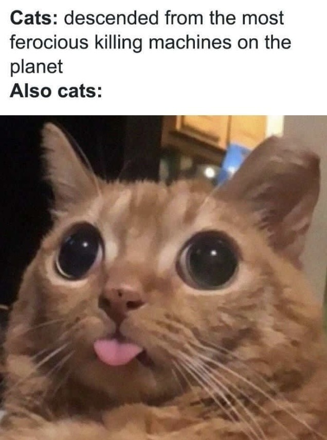 For the cat owners - meme