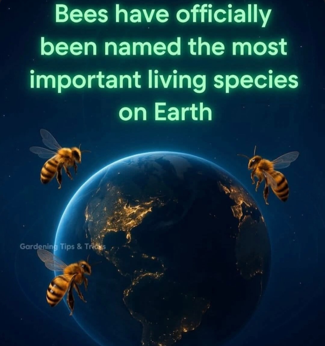 bee supremacy - meme