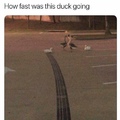 need for Ducks