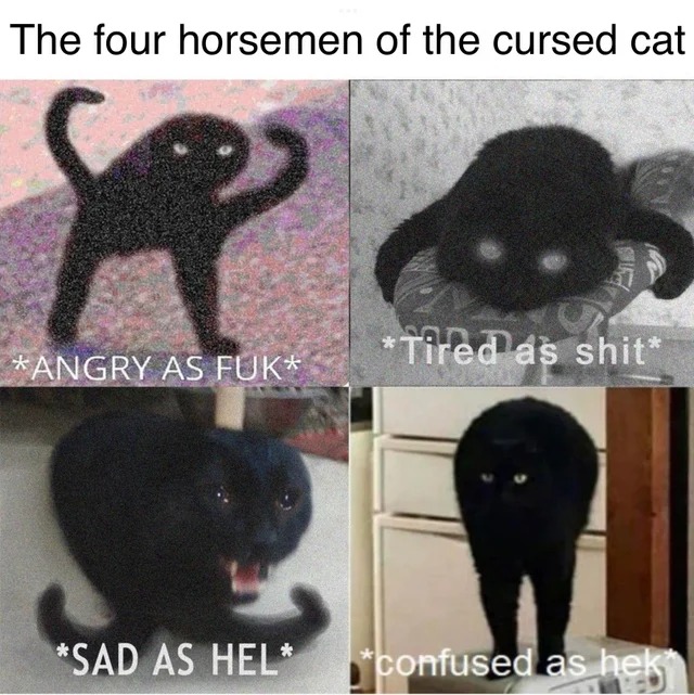cursed cats - meme