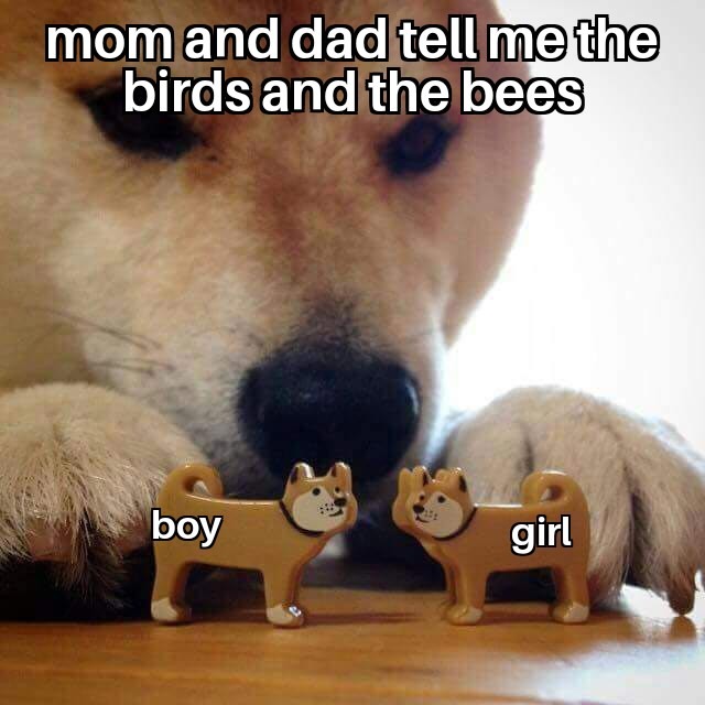Birds and the bees - meme