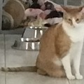 Gato reveal (Gordo)