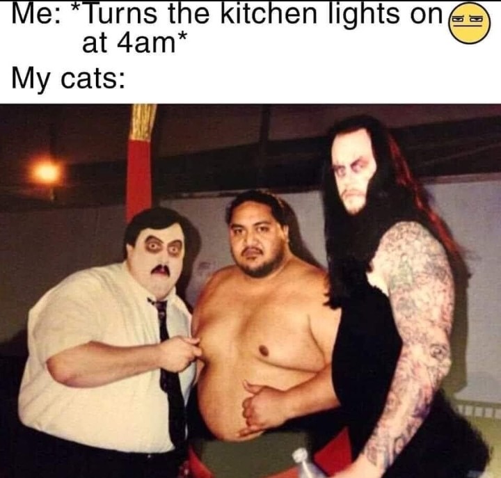 They always look like you've caught them in some sort of dark ritual - meme