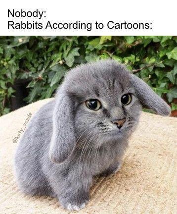 Nobody: Cartoon rabbits when they see another rabbit: - meme